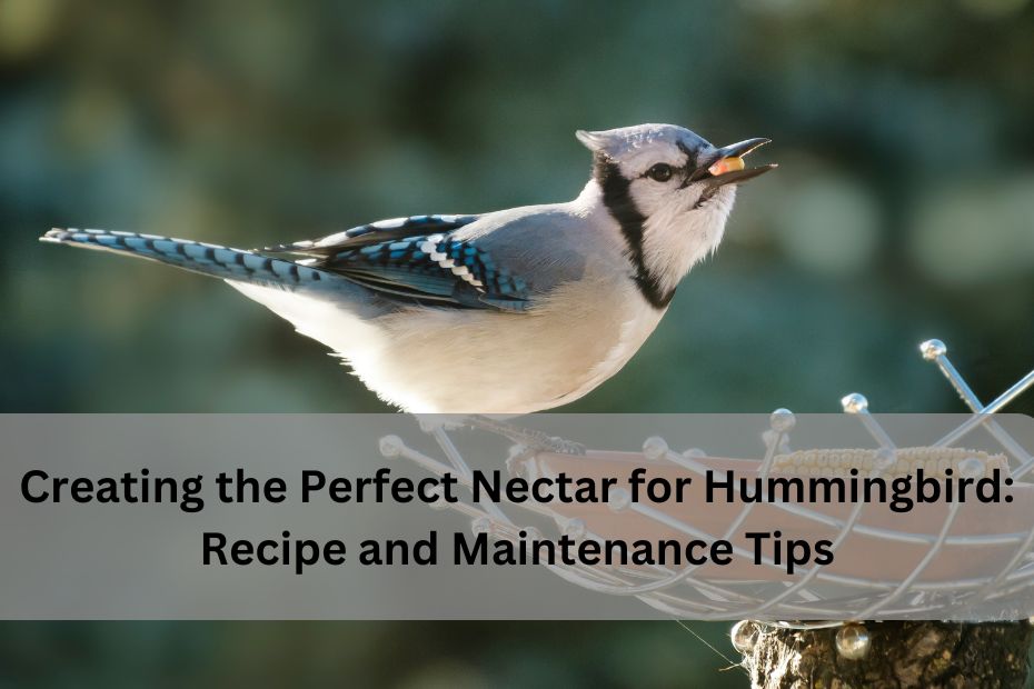 Creating the Perfect Nectar for Hummingbird Recipe and Maintenance Tips