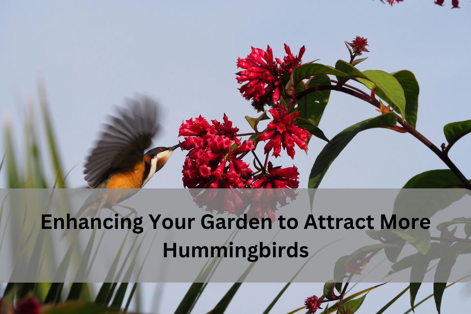 Enhancing Your Garden to Attract More Hummingbirds