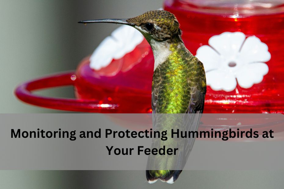 Monitoring and Protecting Hummingbirds at Your Feeder