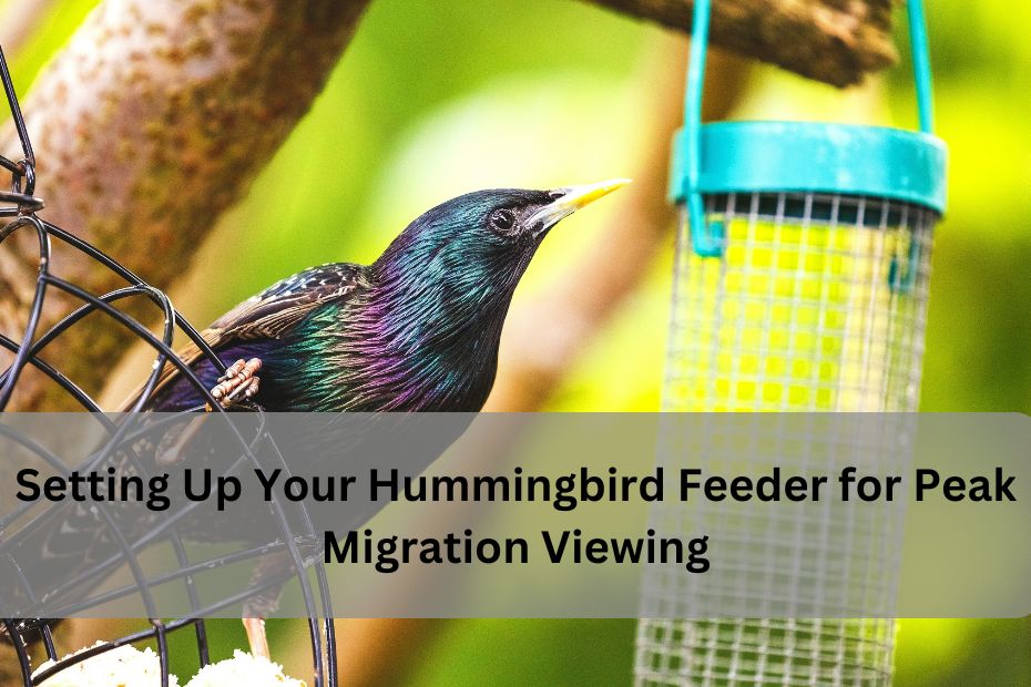 Setting Up Your Hummingbird Feeder for Peak Migration Viewing